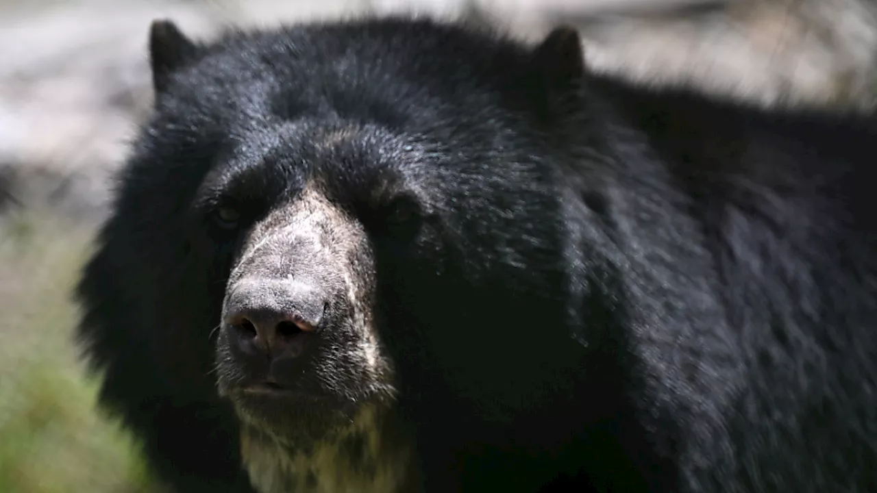 Junge Touristin in Rumänien von Bär getötet