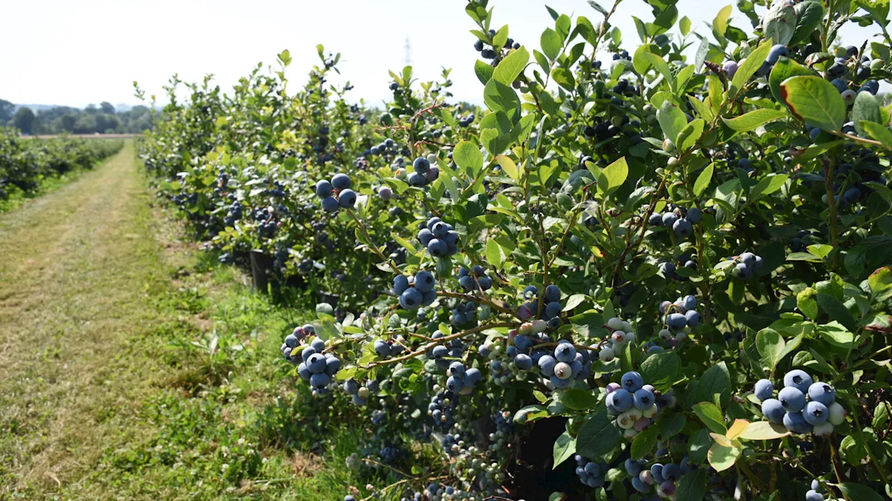 Single-Pflücken, die II.: Nach Erdbeeren dieses Mal mit Heidelbeeren