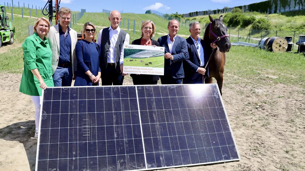 Zwischen den PV-Paneelen wächst das Futter für Pferde