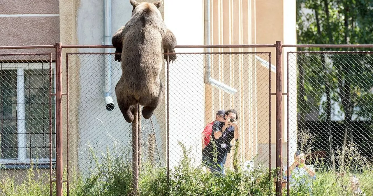 Bär tötet junge Touristin in Rumänien