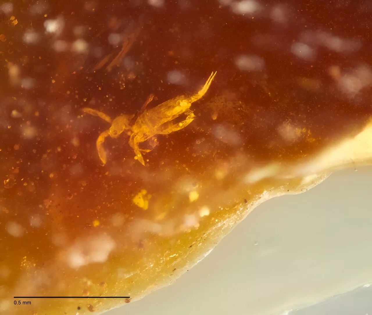 Australian amber has revealed 'living fossils' traced back to Gondwana 42 million years ago