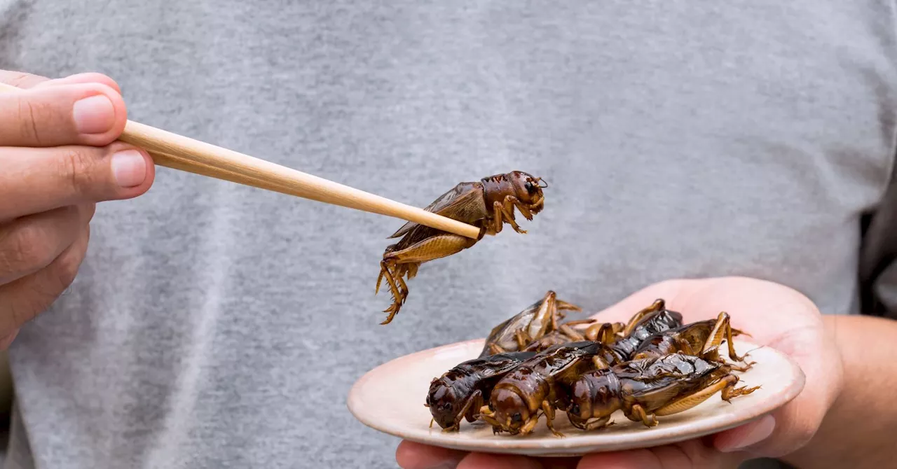 Here’s why we need to get curious about crickets and other insect-based dishes.