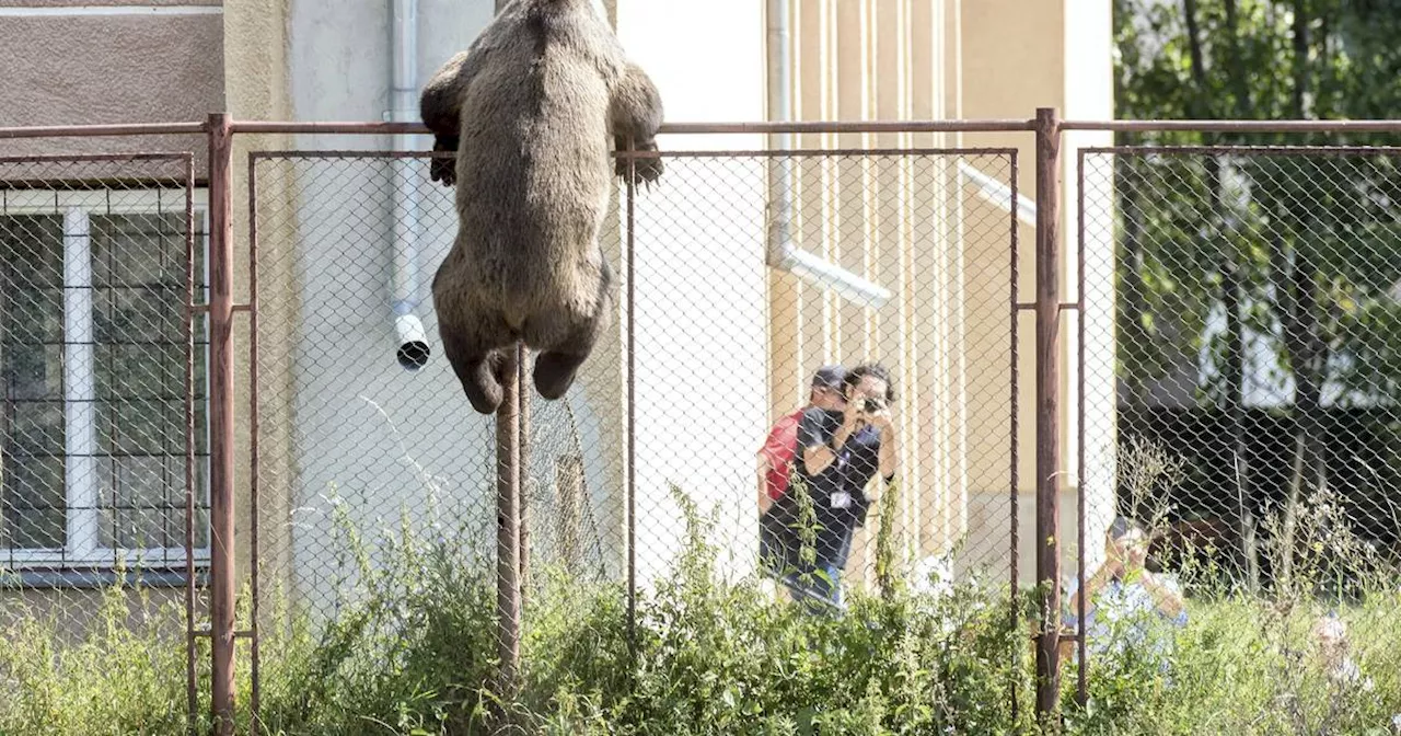 Karpaten in Rumänien: Touristin von Bär getötet