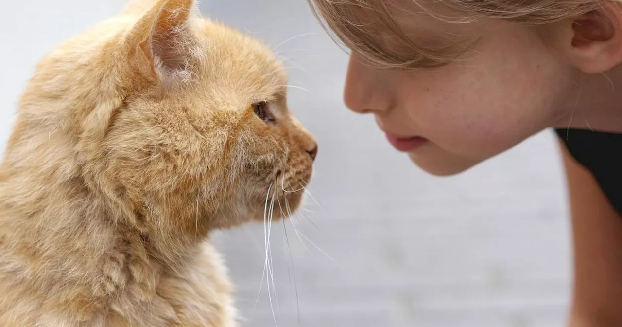 Weltkatzentag 2024: Das bedeuten Laute und Gesten von Katzen