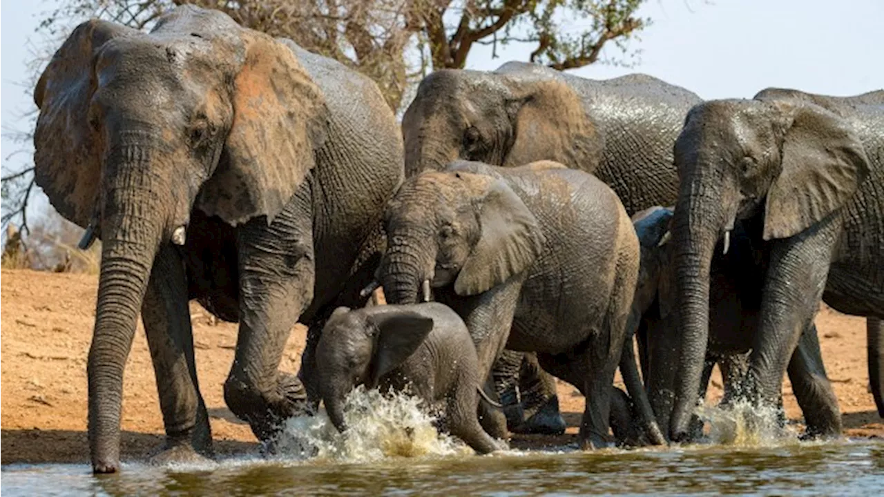 Elephants kill tourist after he tried to get close to take pictures