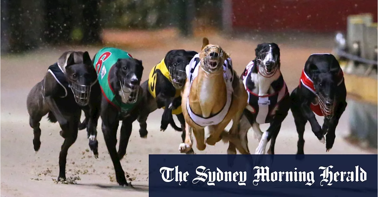 Premier rules out shutting down greyhound racing in NSW after explosive report