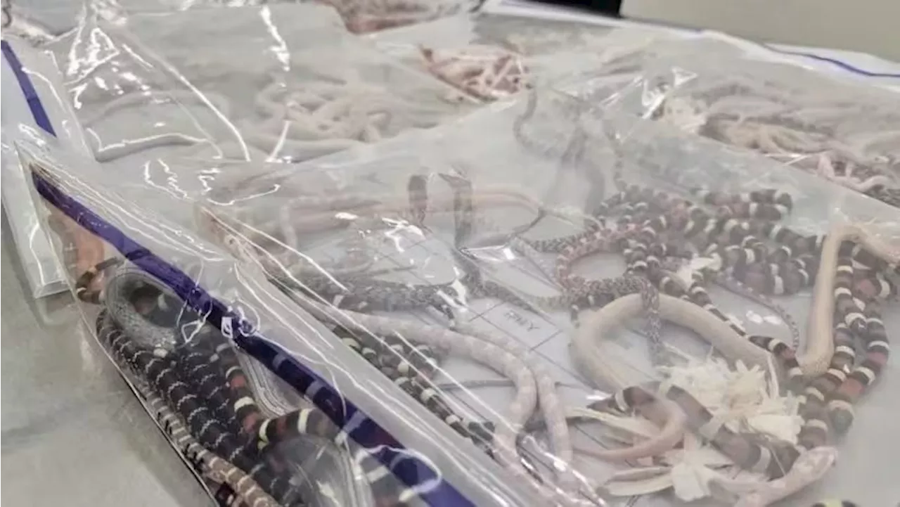 Man in China caught smuggling 100 live snakes in trousers