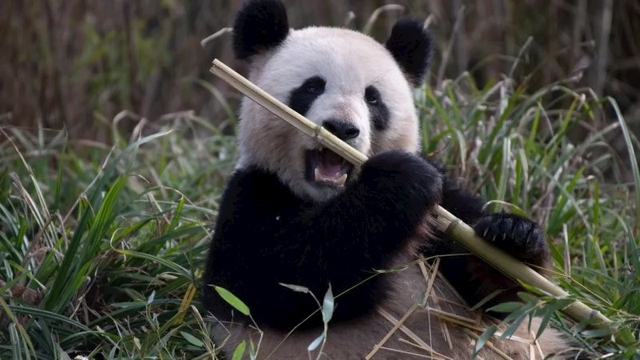 Tiere: Anzeichen für Schwangerschaft bei Panda-Dame Meng Meng