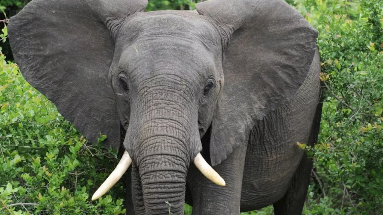 Tödlicher Angriff: Elefant tötet Tourist in südafrikanischem Nationalpark