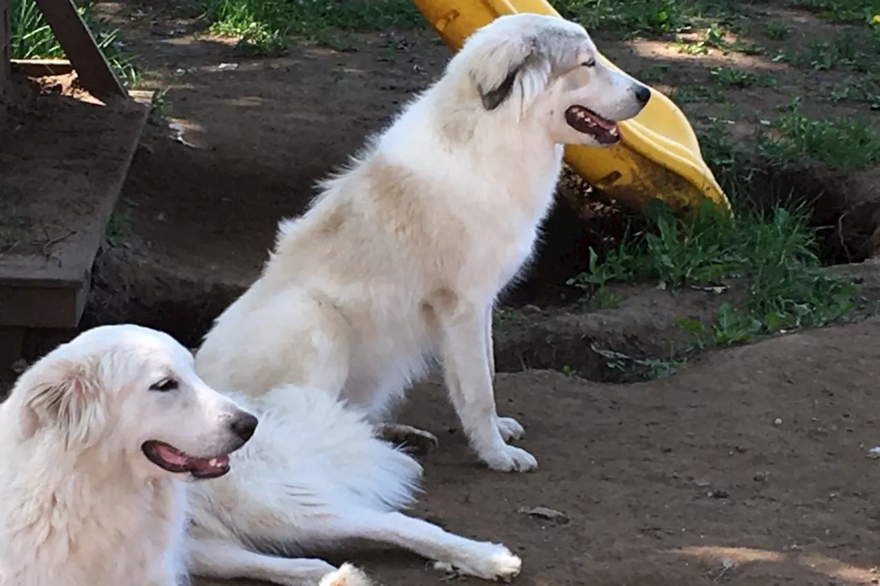 Video: Drone helps find dog lost for a week