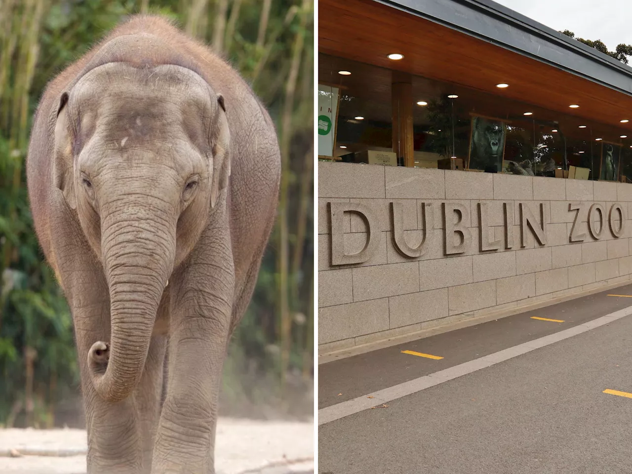 Third Elephant Contracts Virus At Dublin Zoo Which Killed Two Others