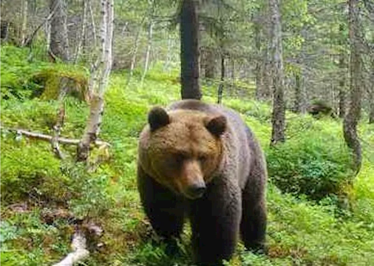 Visvas fra Noah og Foreningen Våre Rovdyr om bruk av åte for bjørn