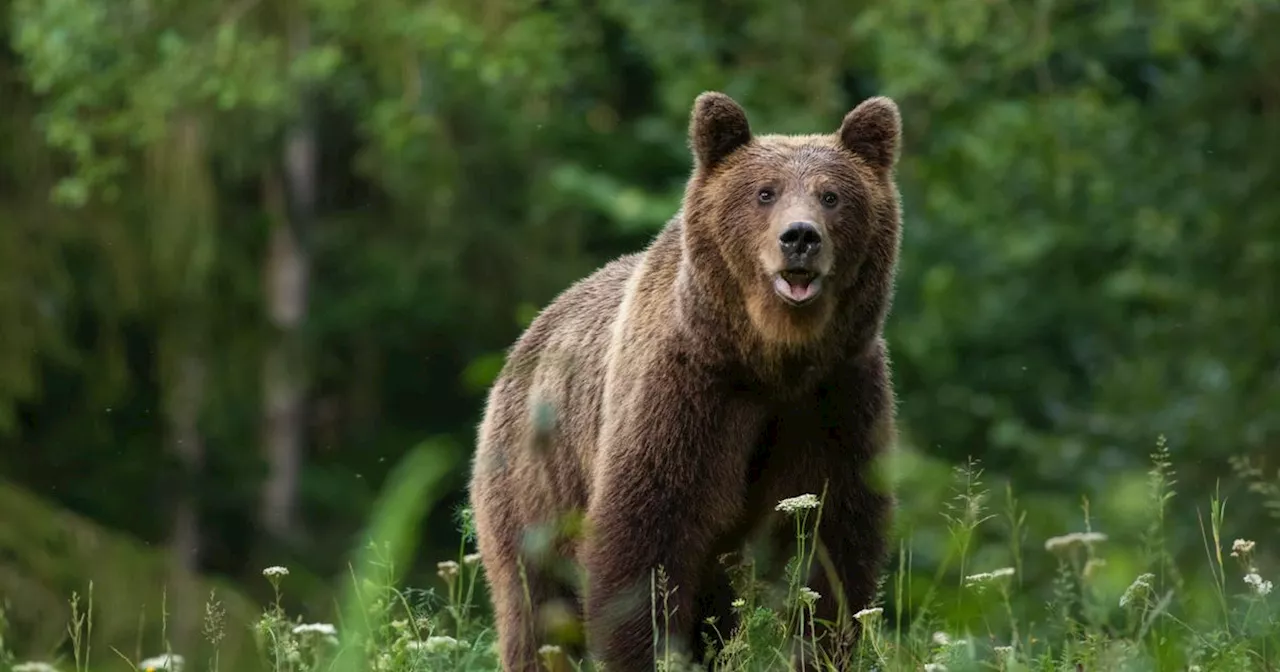 19-jährige Touristin bei Wanderung in Rumänien von Bär verschleppt und getötet