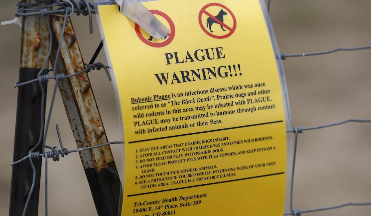 Human case of plague, the historic Black Death, confirmed in Colorado