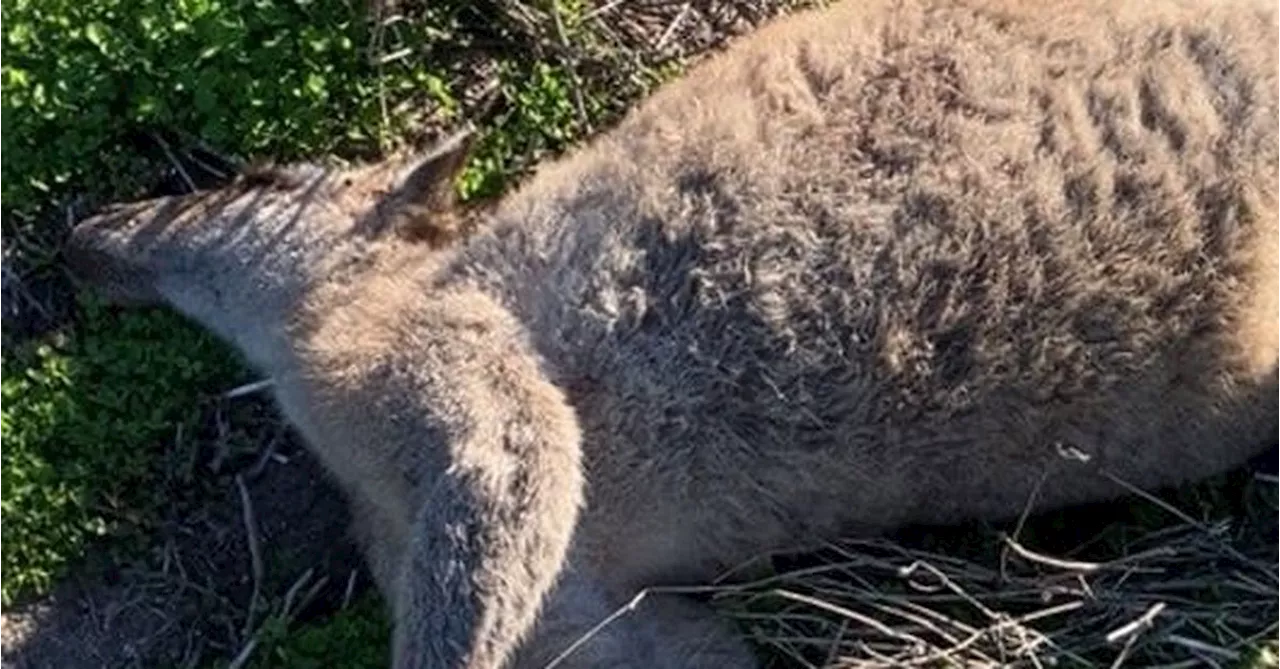 Dozens of kangaroos found shot, rammed to death in Victorian outback