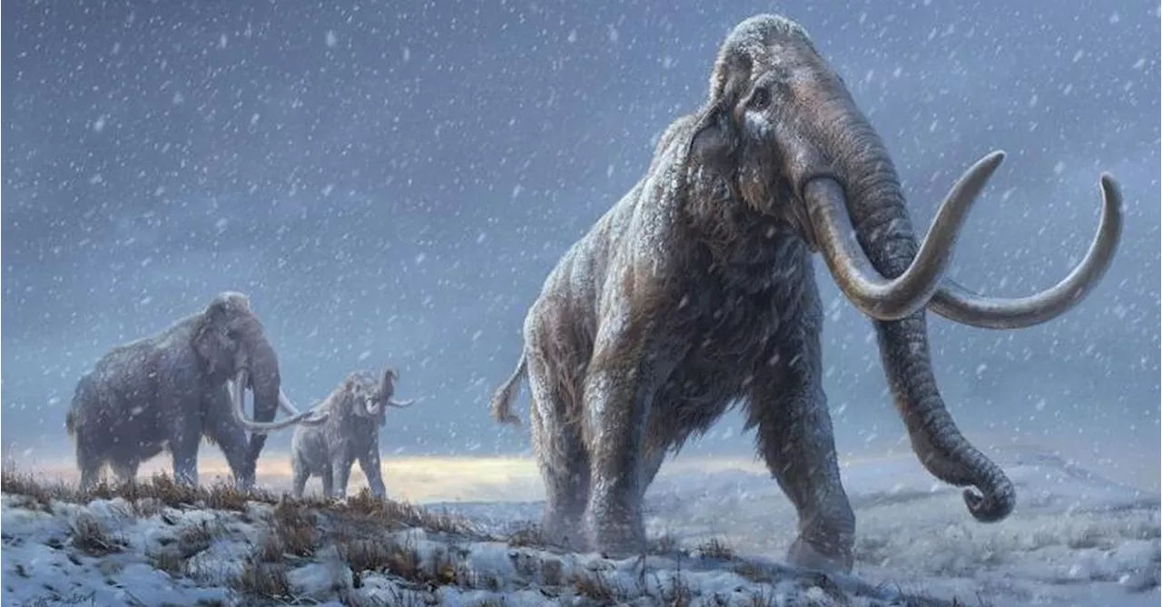 Entire genetic code of 52,000-year-old woolly mammoth reconstructed in world-first