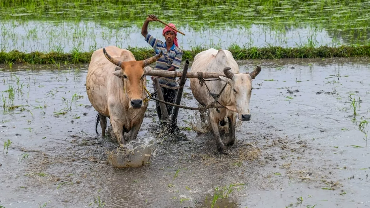 अभी इन फसलों की बुवाई ना करें किसान, मॉनसूनी बारिश के कारण हो सकता है नुकसान, मौसम विभाग ने दी ये सलाह