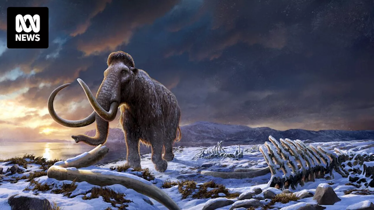 52,000-year-old woolly mammoth chromosomes reconstructed from 'jerky-like' skin