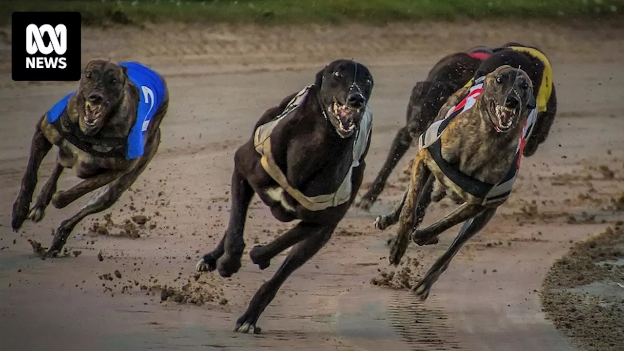 Independent inquiry into Greyhound Racing NSW confirmed after animal welfare conditions raised