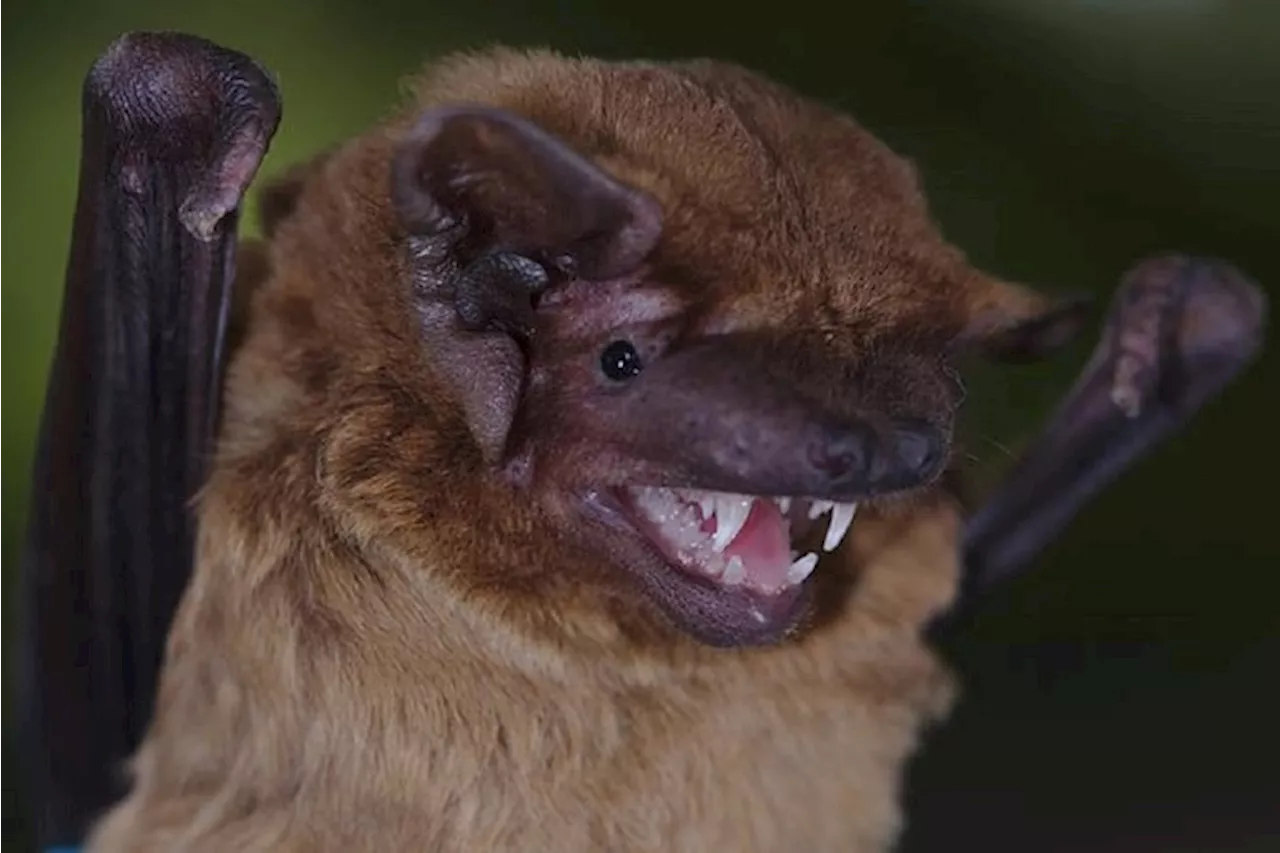 Registrato l'incredibile battito del cuore dei pipistrelli in volo VIDEO