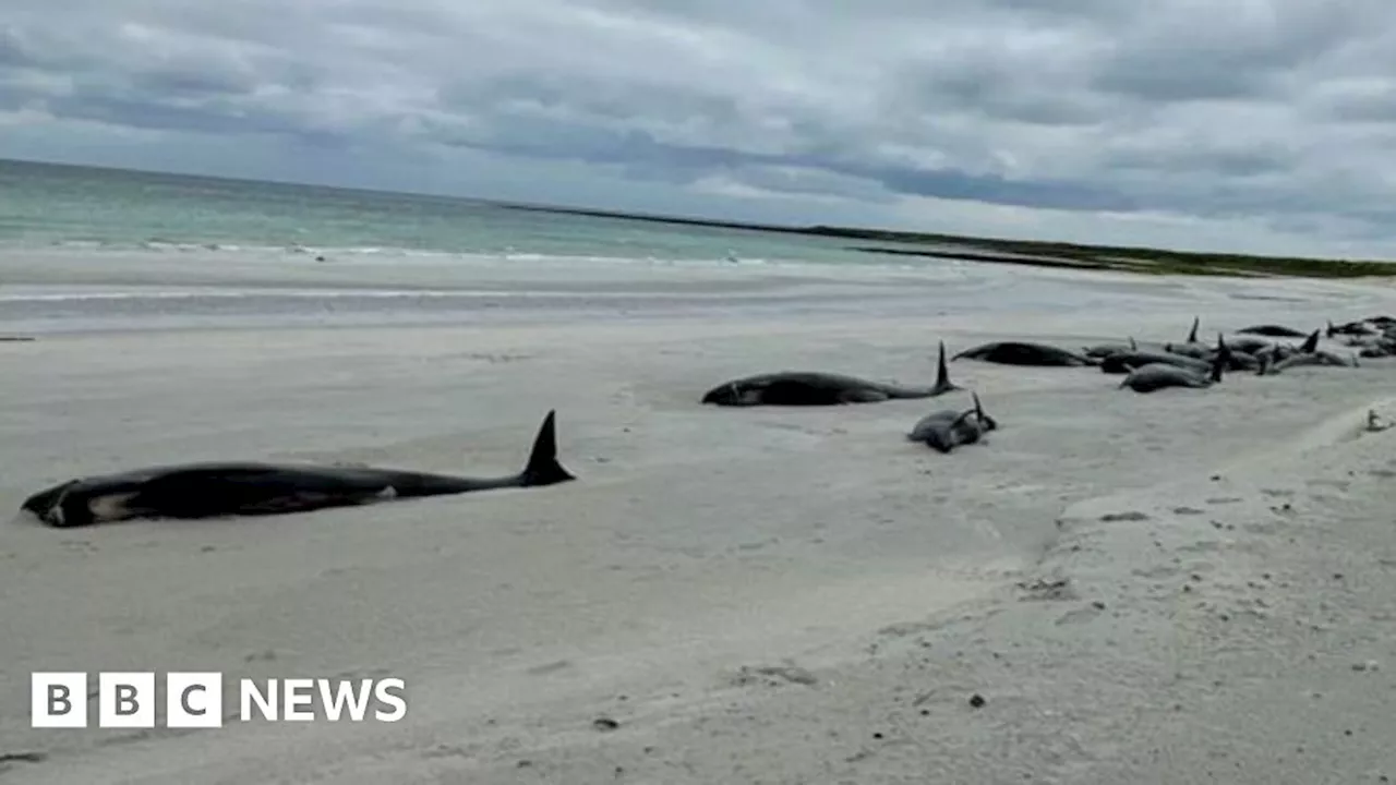 Dozens of whales dead in huge mass stranding on Orkney beach