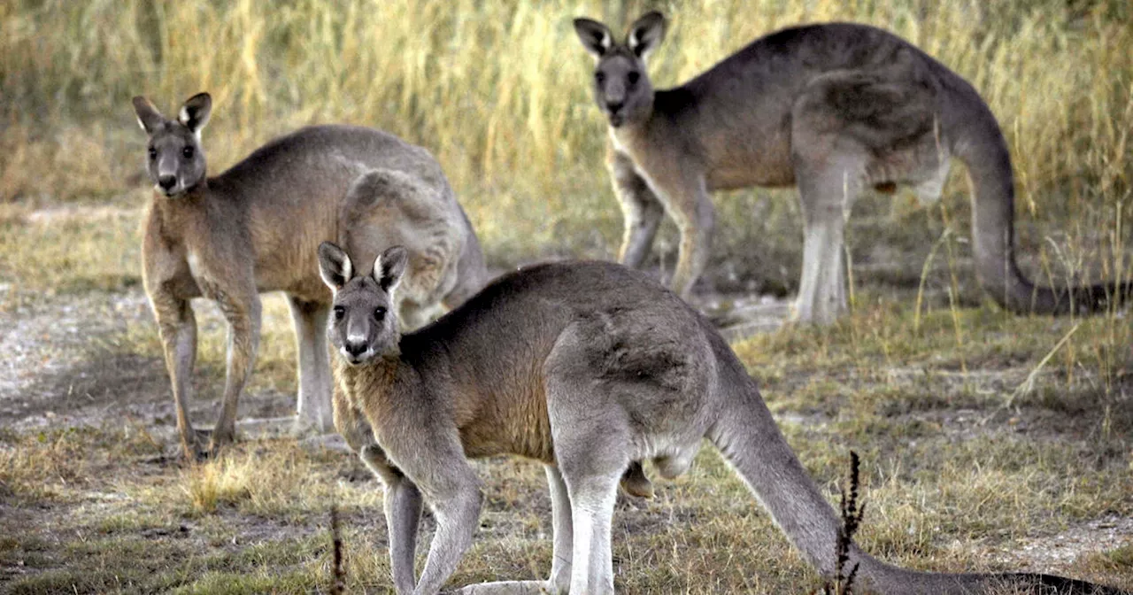 65 kangaroos found dead in Australia, triggering criminal investigation: 'The worst thing I've seen'