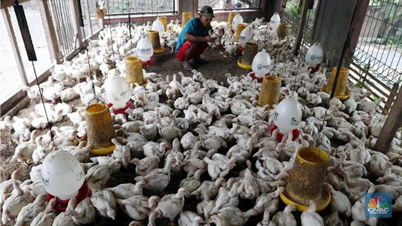 Tangis Sedih Peternak Ayam Mandiri, Terjepit - Satu per Satu Bangkrut