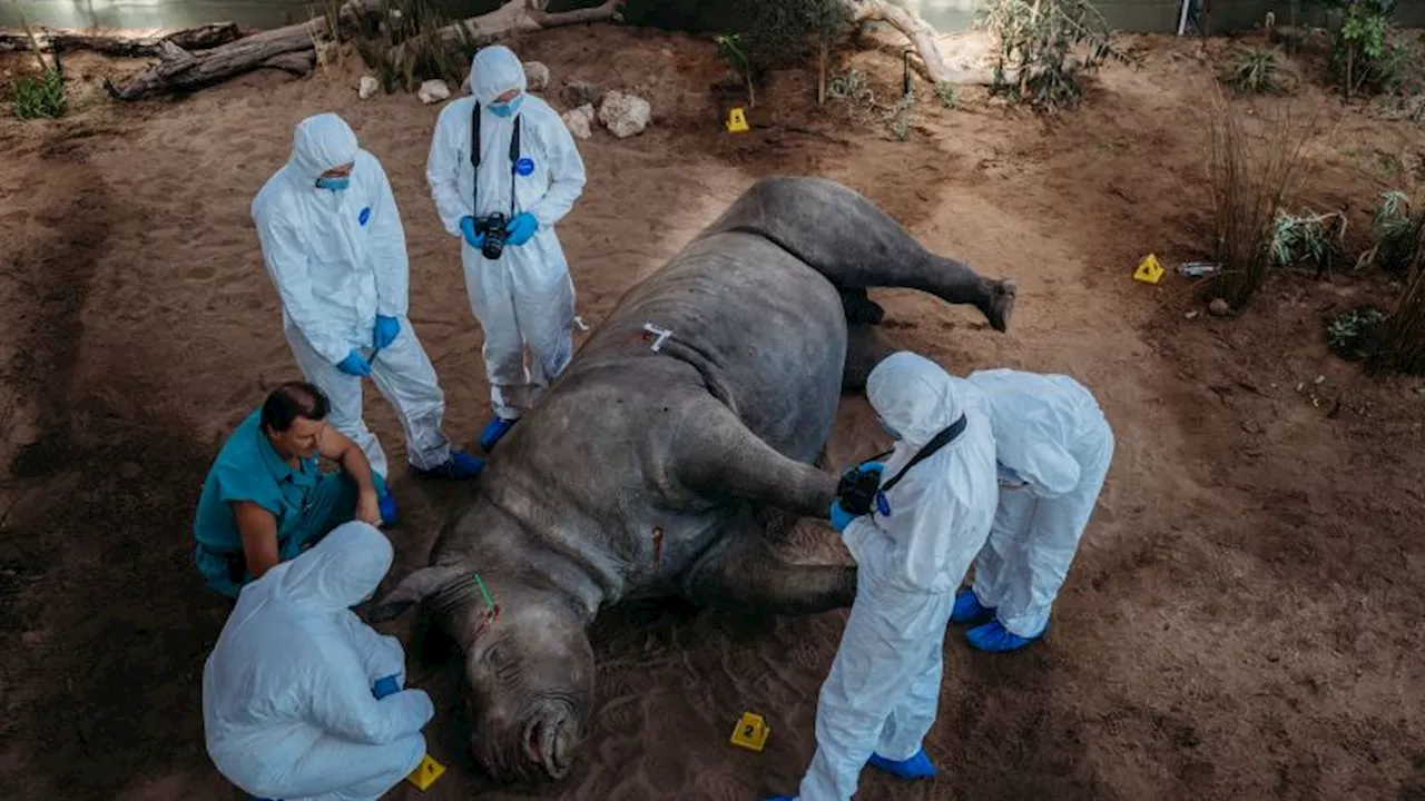 Fake blood and stuffed animals: How wildlife forensics could help to convict poachers