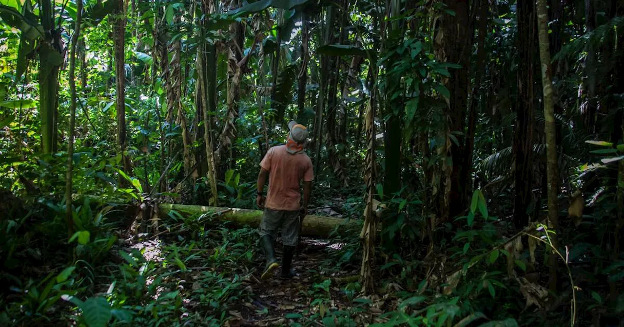 En Amazonie colombienne, scientifiques et Amérindiens reboisent la forêt inondable