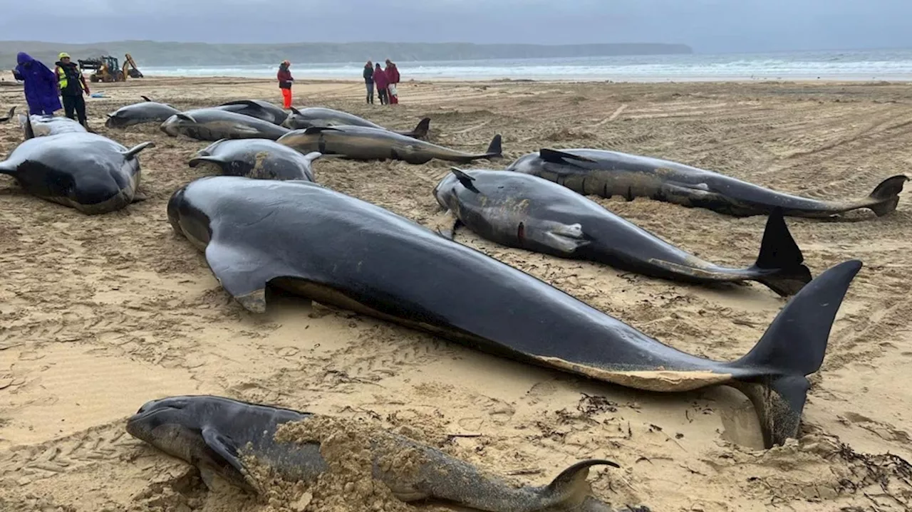 At least 65 pilot whales die in Scottish mass stranding