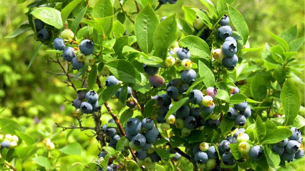 Blueberry picking season underway in eastern Ontario