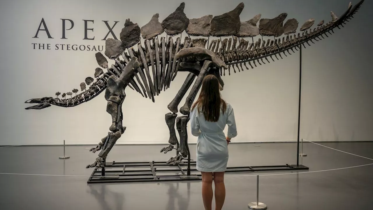 Drei Meter hoch, sechs Meter lang: Sotheby's versteigert komplettes Stegosaurus-Skelett