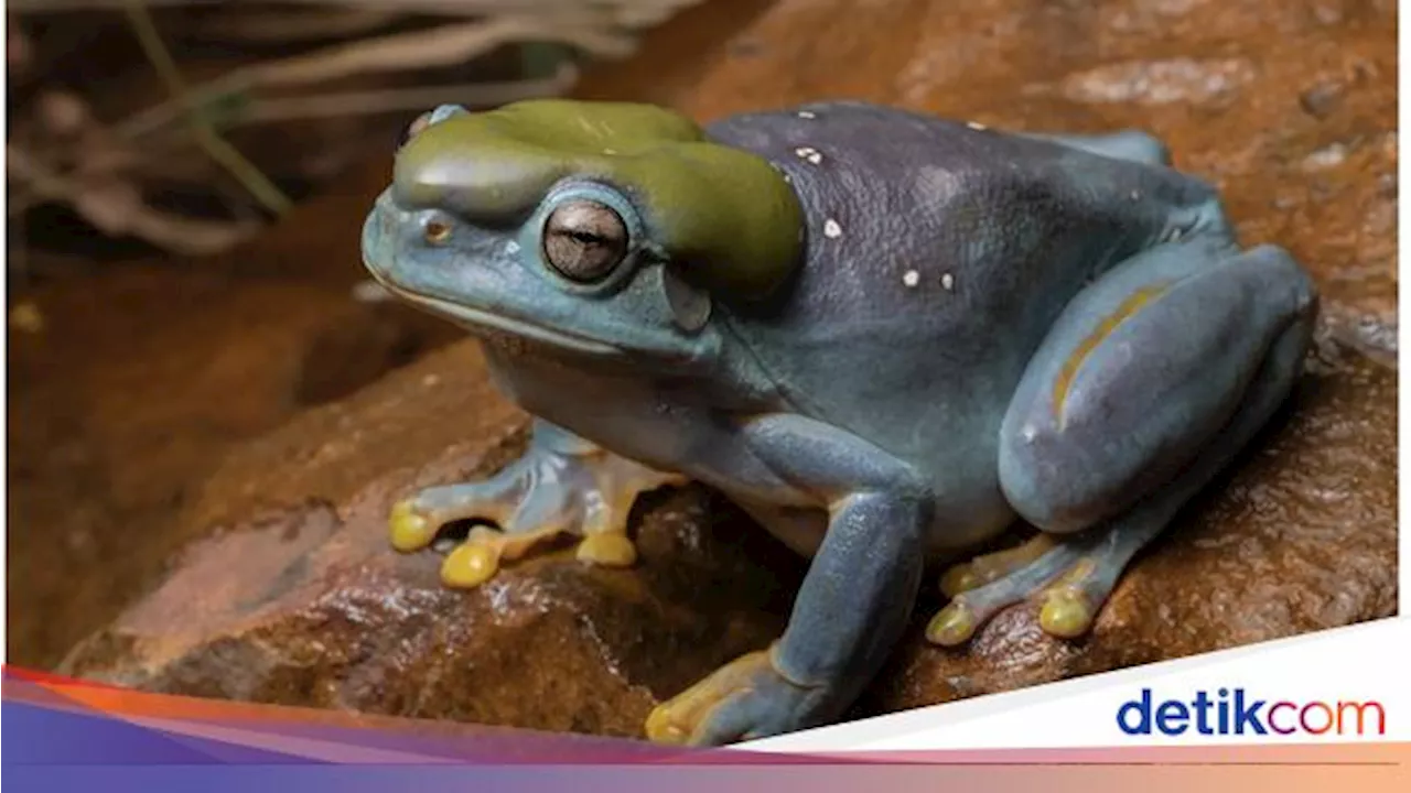 Mengejutkan dan Langka! Peneliti Temukan Katak Berubah Warna Jadi Biru