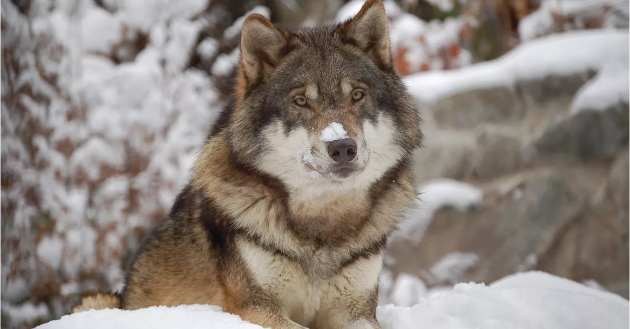 La Justicia europea respalda la prohibición de cazar lobos hasta que estén en buen estado de conservación