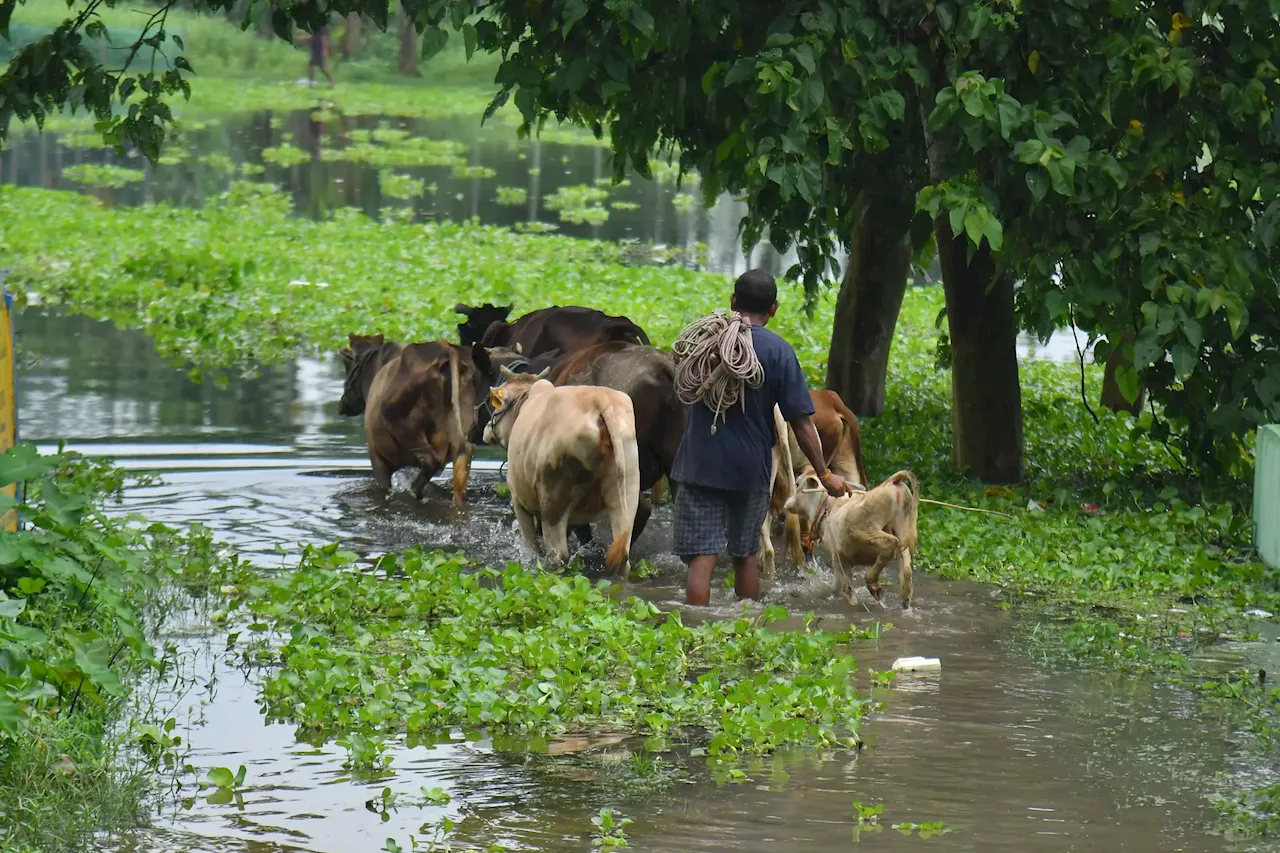 Mais de 150 animais em parque nacional na Índia morreram devido às inundações