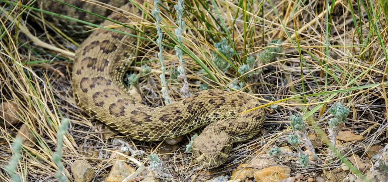 Meet The 5 Snakes Of America’s Most Iconic National Park (Fact: Only One Is Deadly)