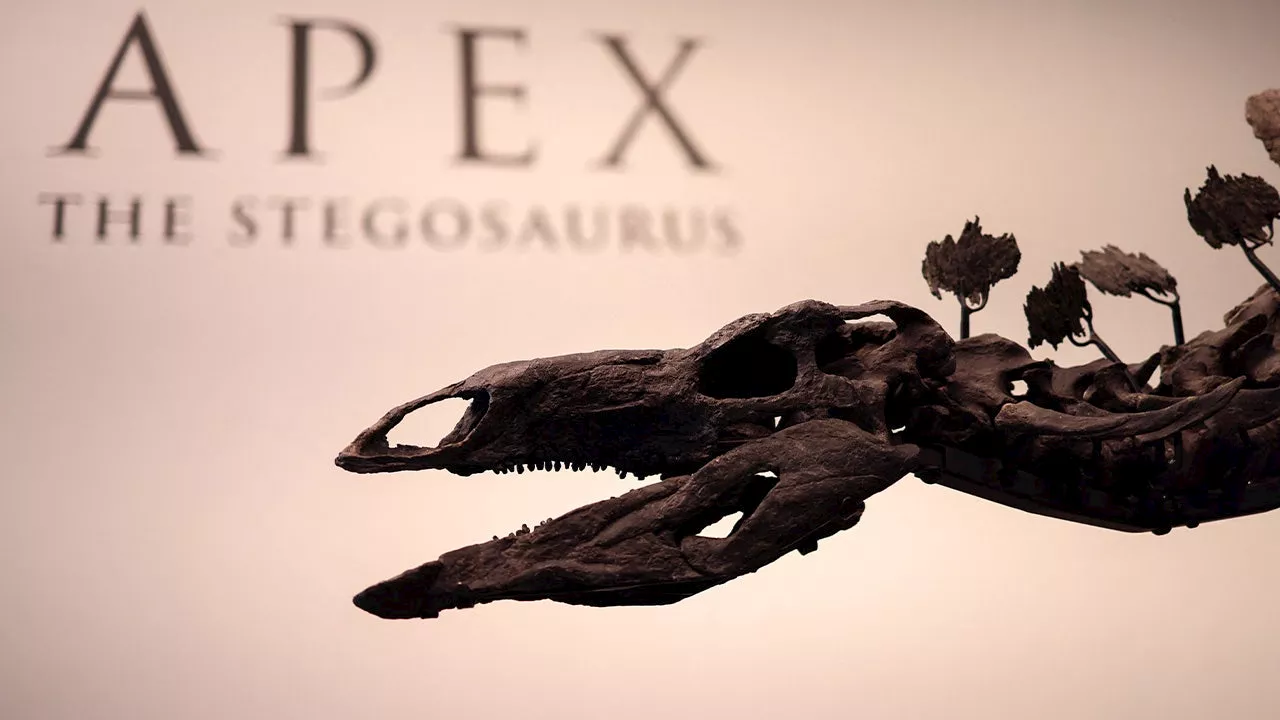 Sotheby’s to auction 161M year old stegosaurus fossil 'Apex' in New York