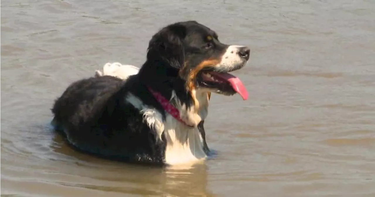 Dozens of 911 calls over pets, kids left in cars during Alberta heatwave