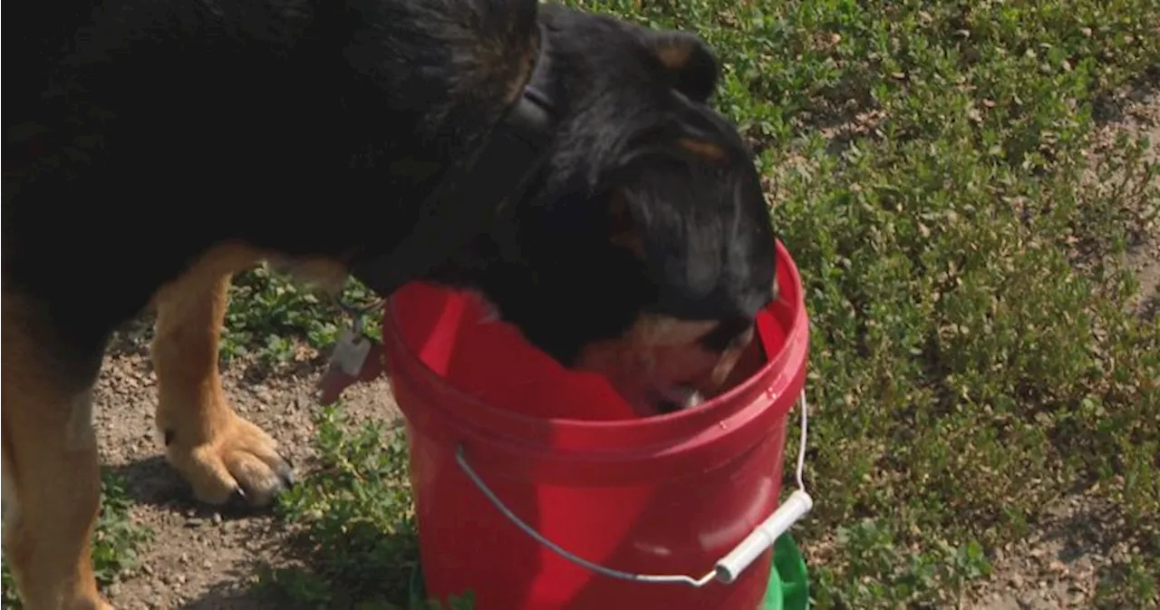 Saskatoon dogs staying active while keeping cool