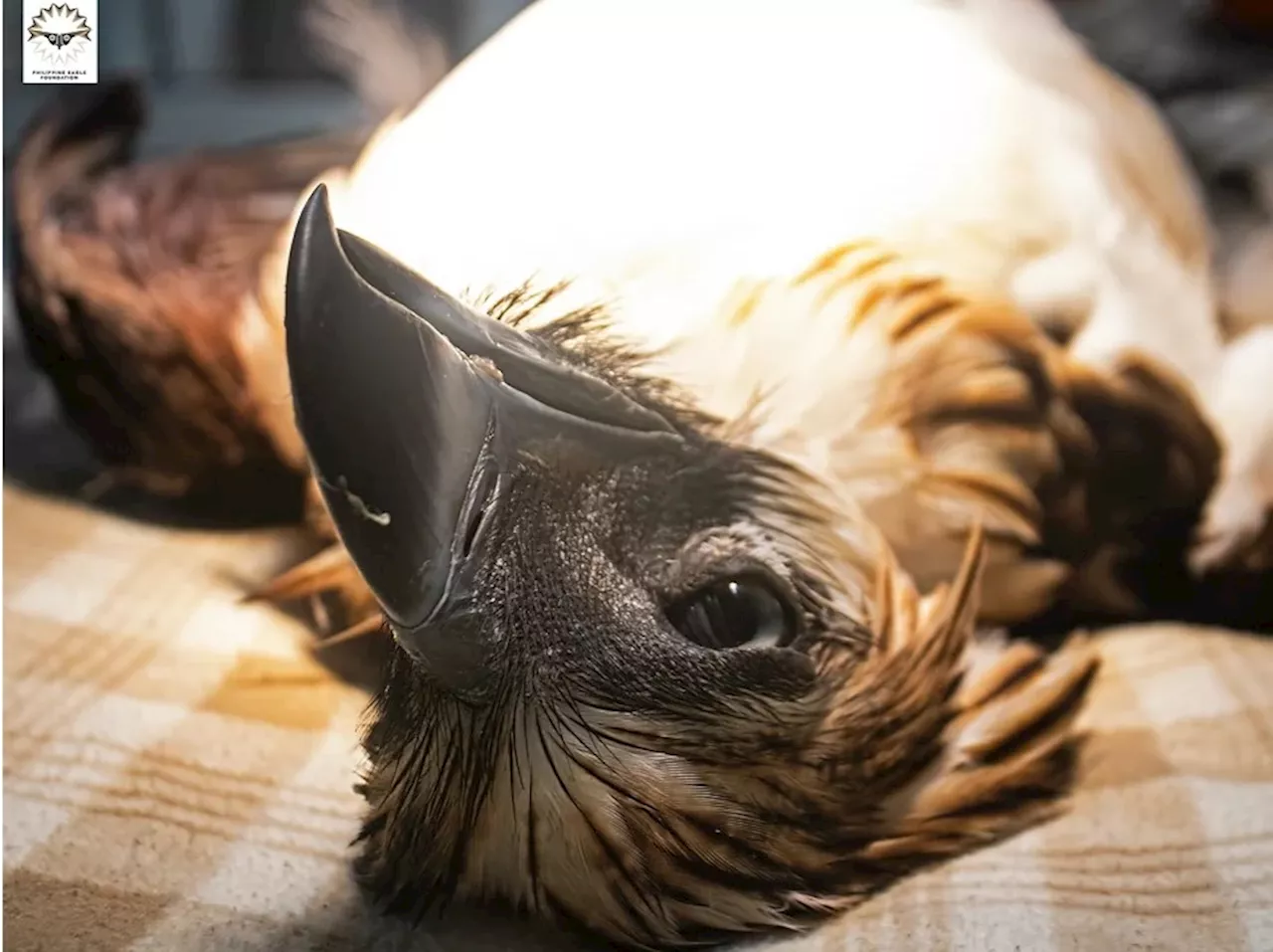 Philippine eagle na si ‘Mangayon,’ patay sa tama ng bala sa Davao de Oro