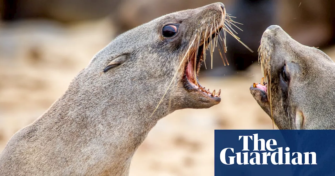 ‘Everyone was paddling to get away’: seals with rabies alarm South Africa’s surfers