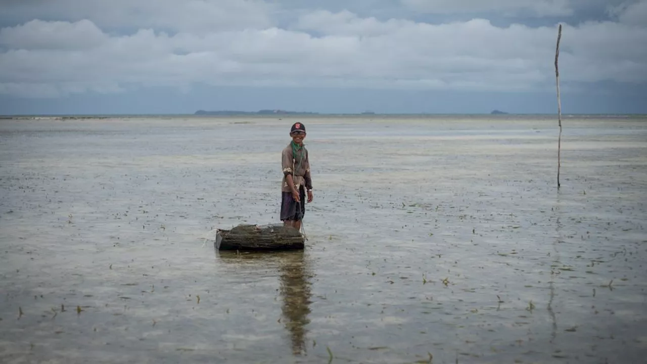 Menjaga Keajaiban Lamun di Pesisir Bintan