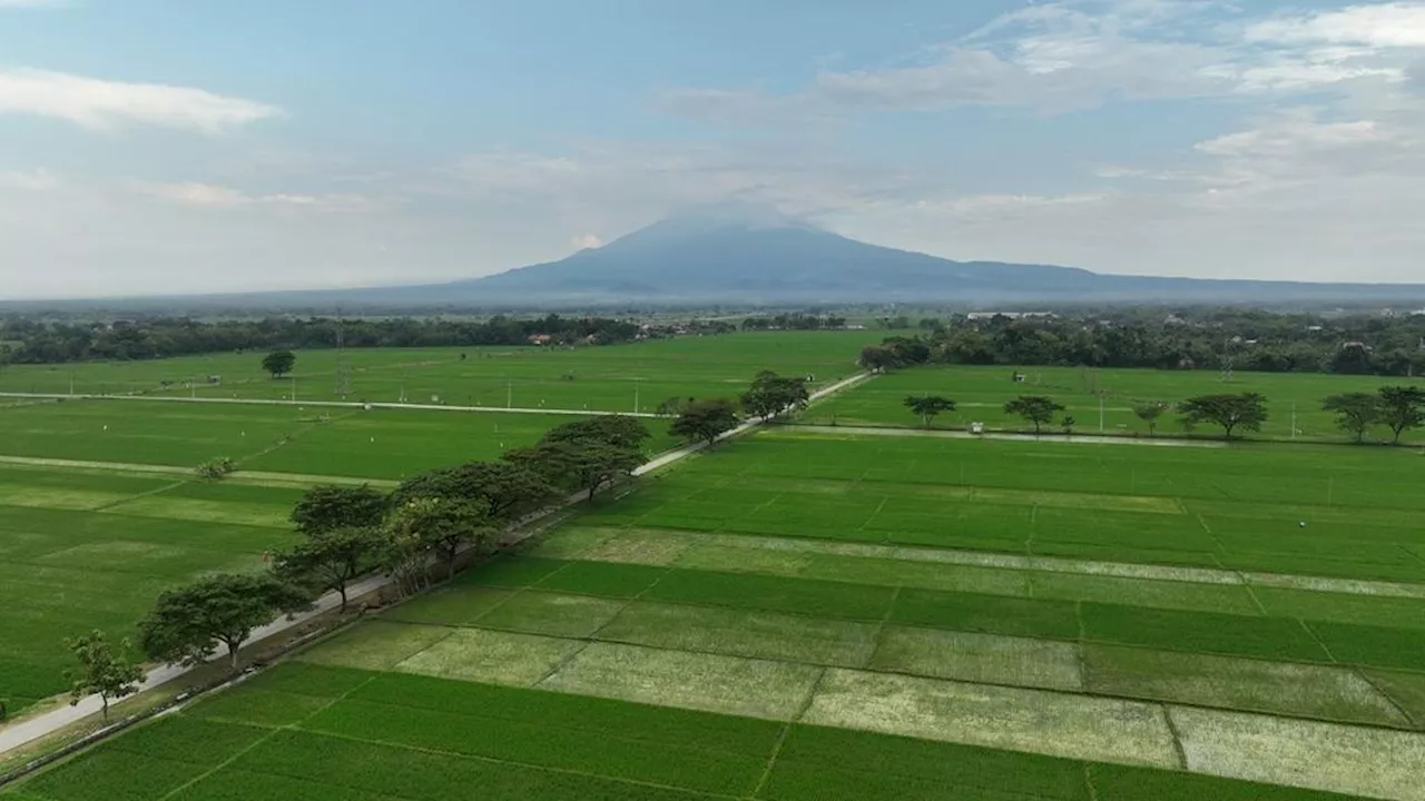 Perlukah Terus Memberi Bantuan Pupuk Bersubsidi bagi Petani Tanaman Pangan?