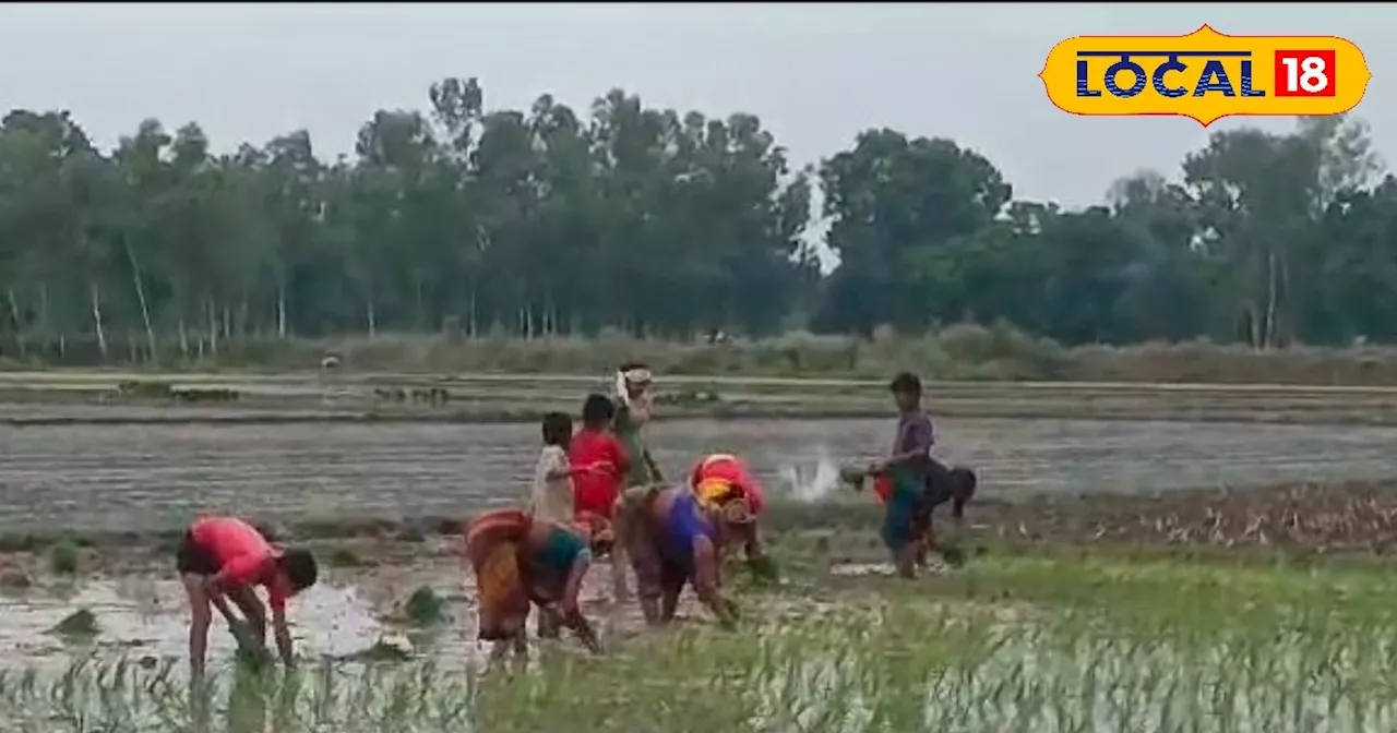 धान की रोपाई करते समय किसान जरूर करें यह काम, नहीं लगेगा रोग, बंपर होगी पैदावार