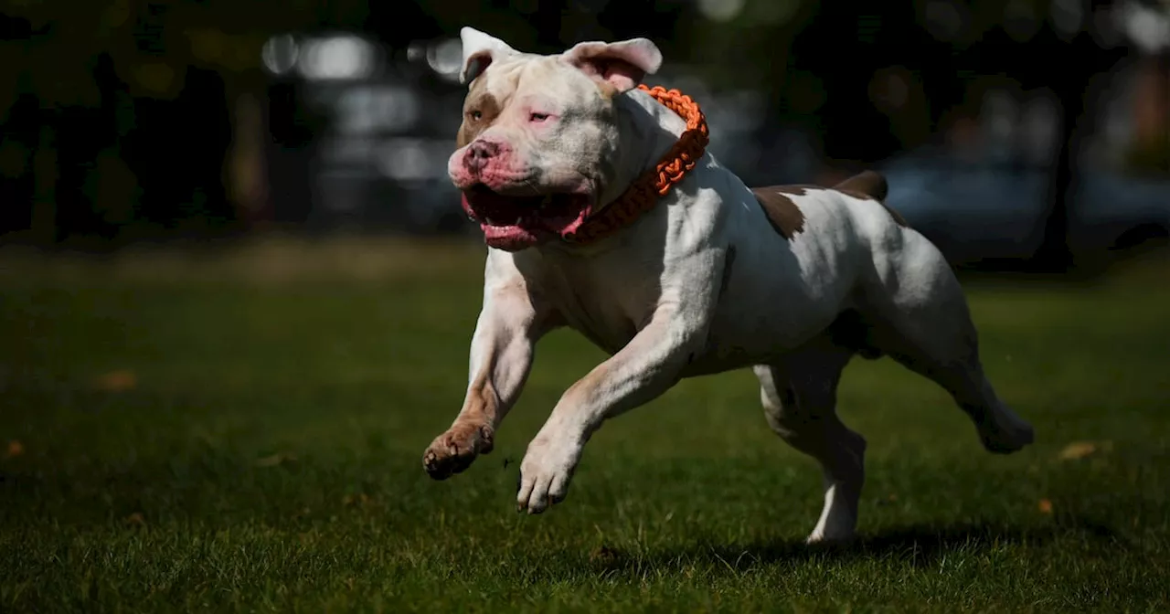 XL bully dogs to be banned in State following savage attacks