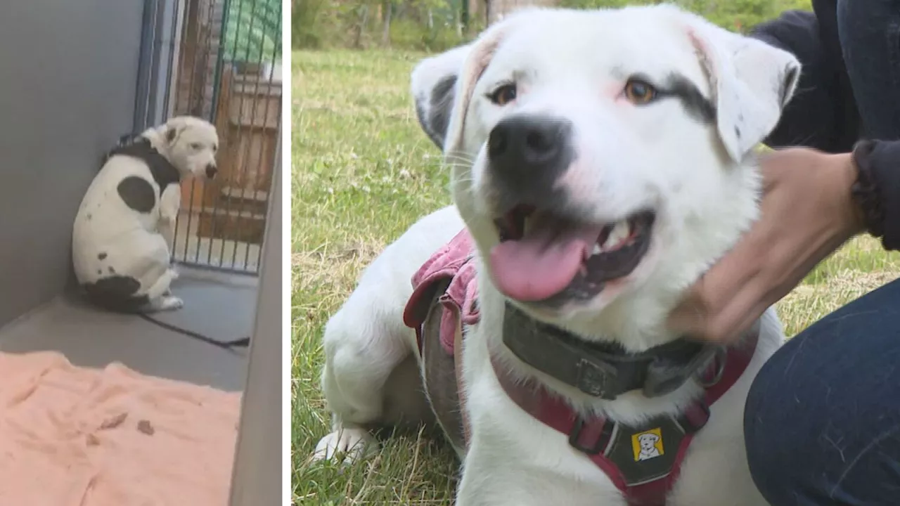 Dog rescued after 'cowering in kennel' now waiting 500 days to be re-homed from Chichester centre