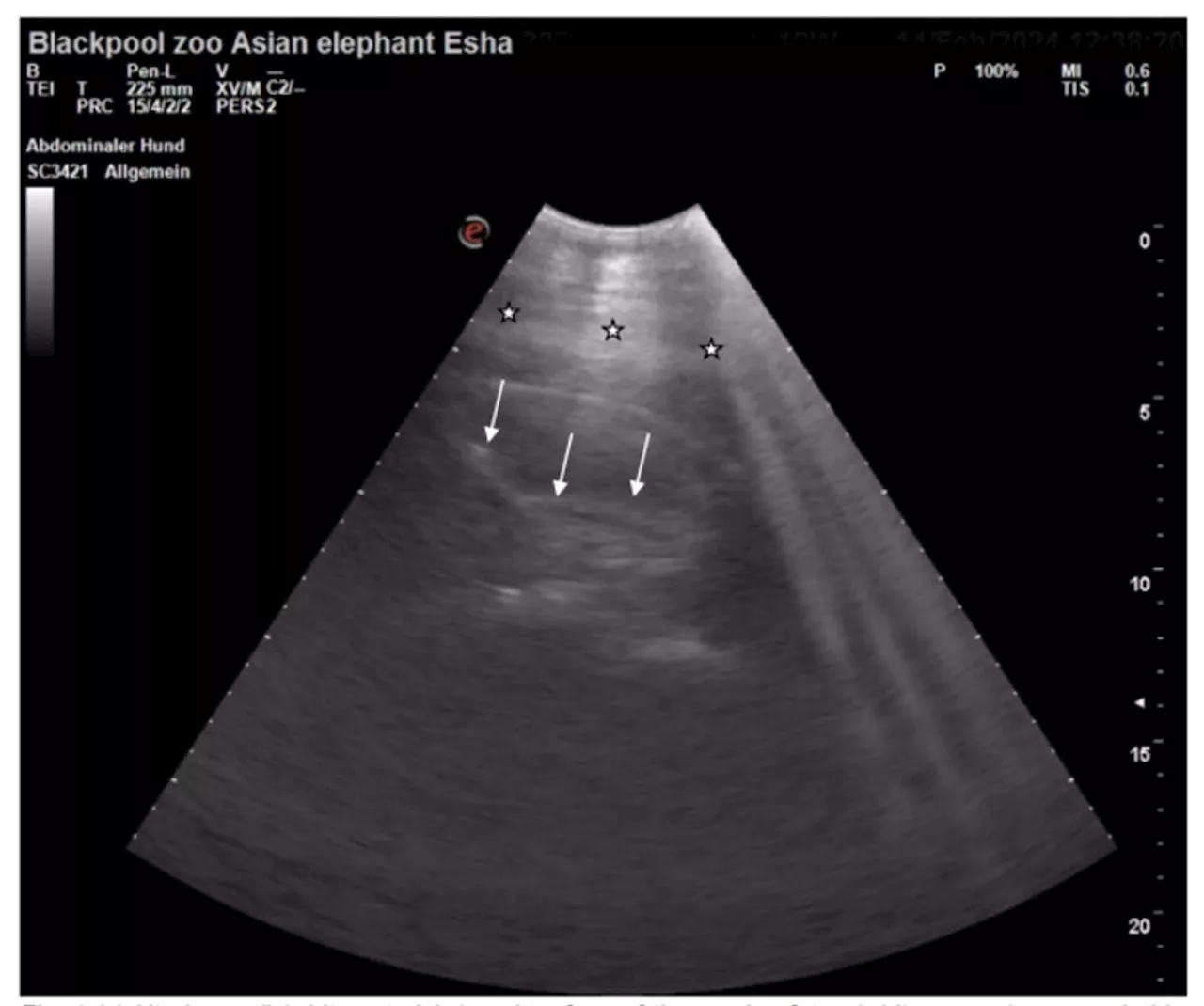 The patter of not so tiny feet - pregnant Blackpool elephants have scans to check calves