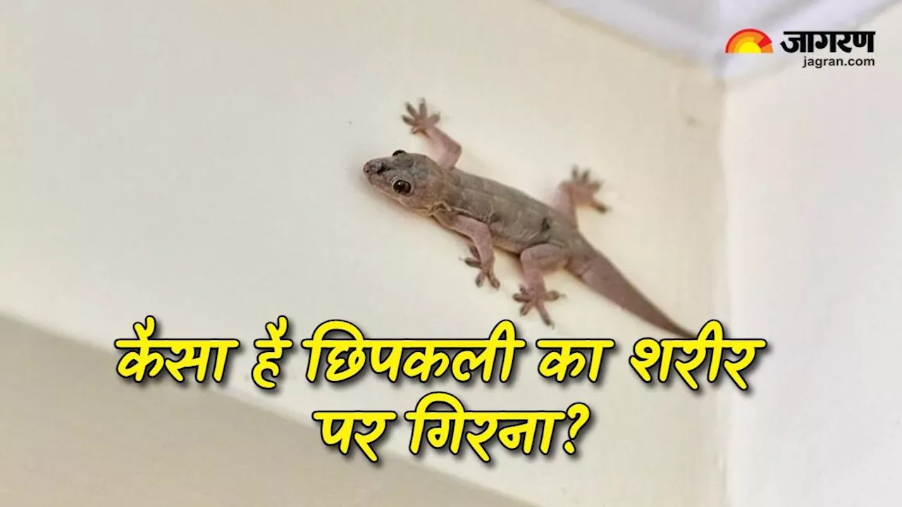 Lizard on Body: कैसा होता है शरीर पर छिपकली का गिरना, जानिए क्या कहता है शकुन शास्त्र