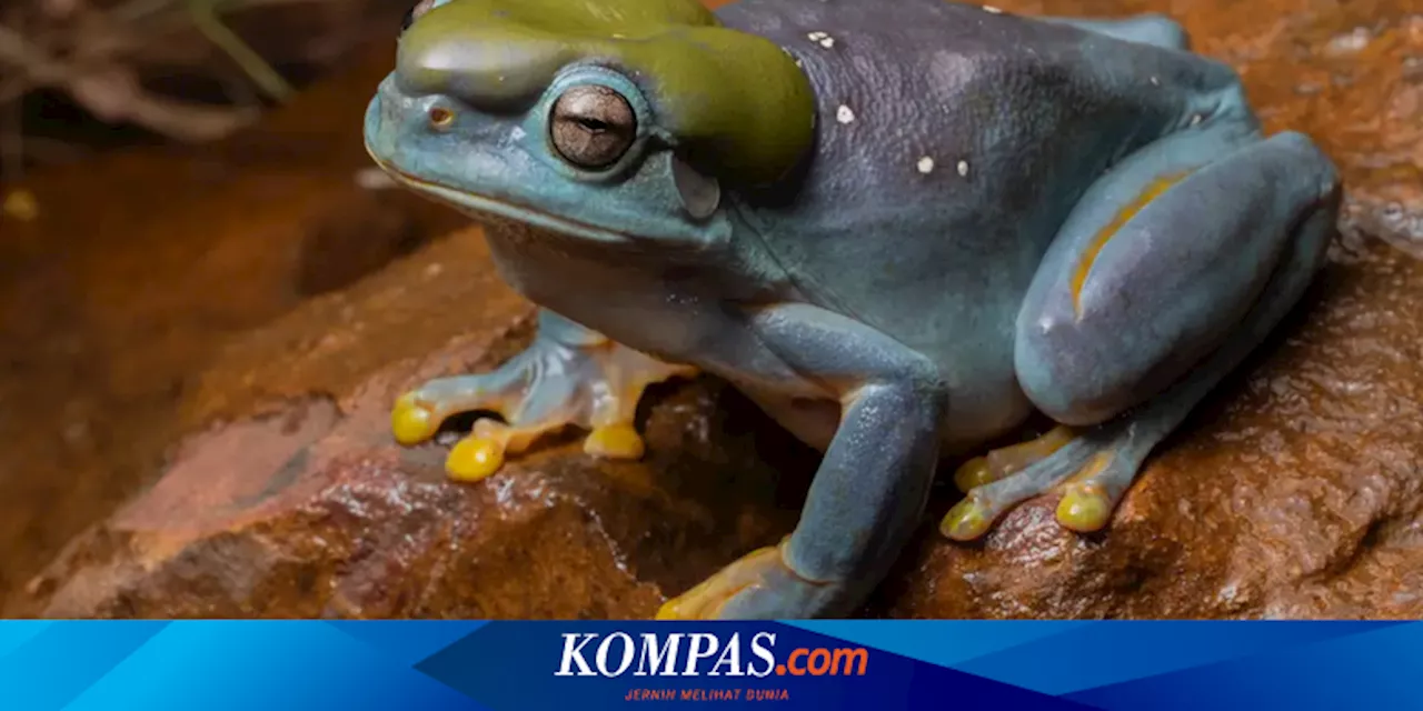 Ahli Temukan Katak Berkulit Biru Hasil Mutasi Genetik Langka