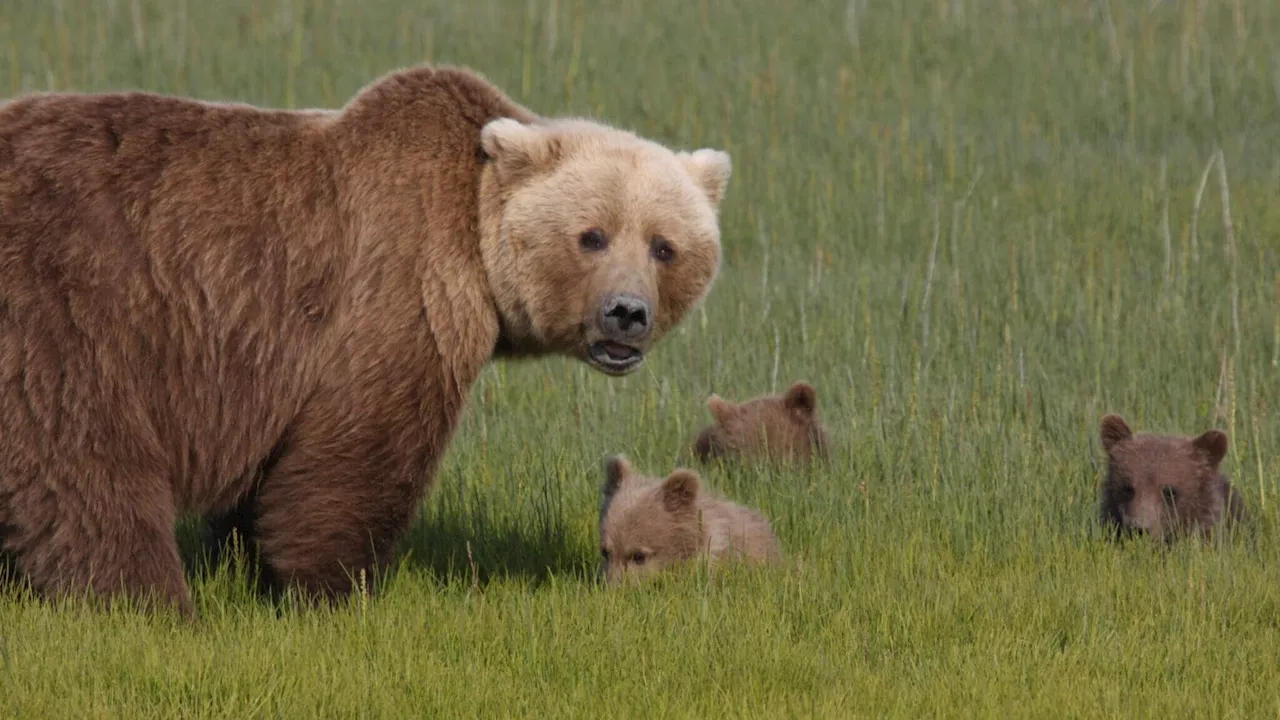 Bear baiting again banned in national preserves in Alaska, under new National Park Service rule